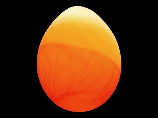 Day 7 image of a budgie egg while candling during the incubation period.