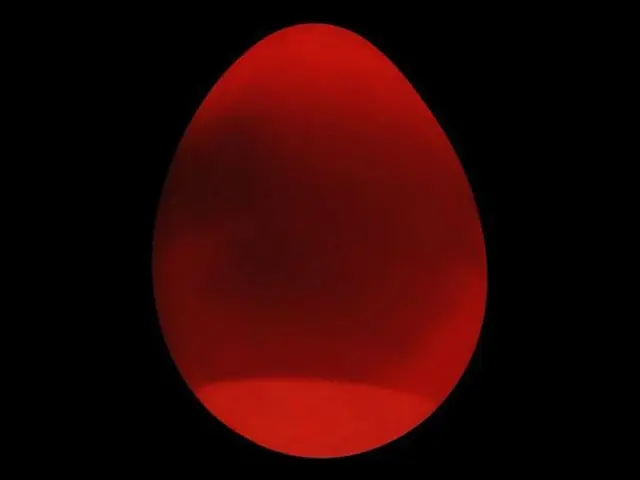 Day 15 image of a budgie egg while candling during the incubation period.