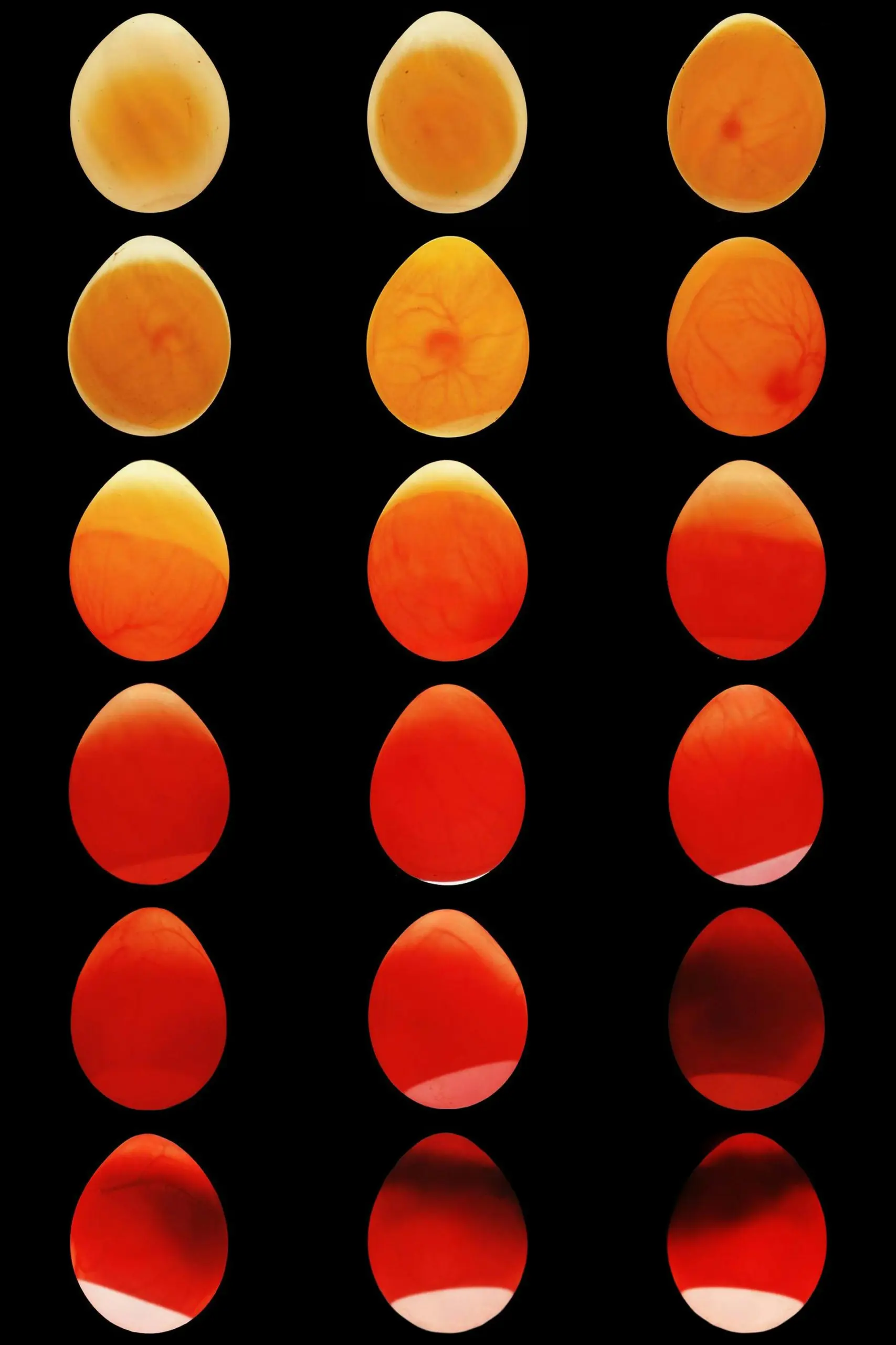 An image chart shows the development stages of a budgie embryo inside the egg while candling.