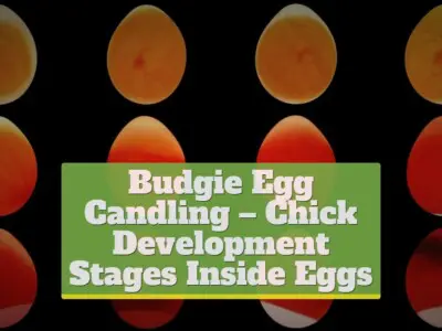 Budgie Egg Candling – Chick Development Stages Inside Eggs