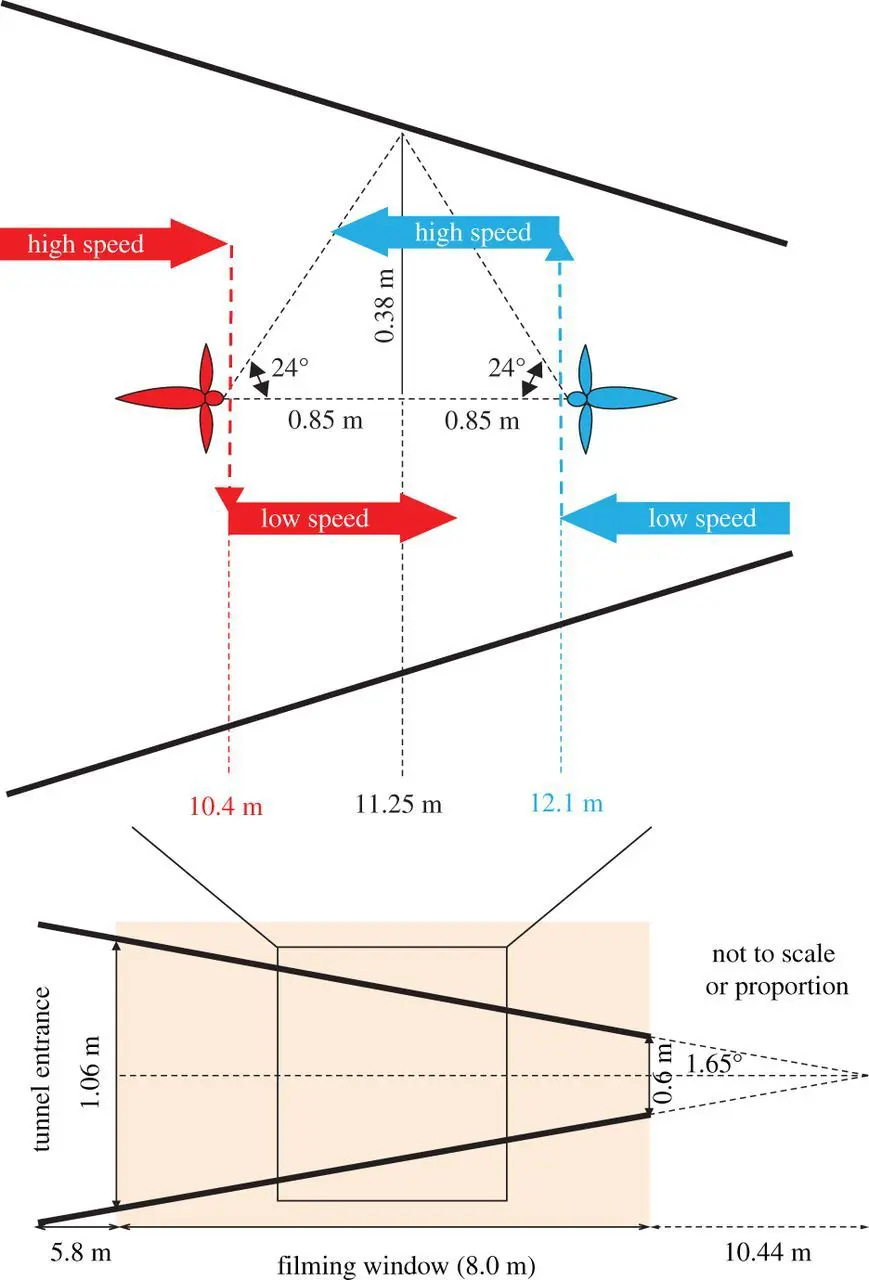 Budgie Flying: Speed, How Long & High Can Budgies Fly?