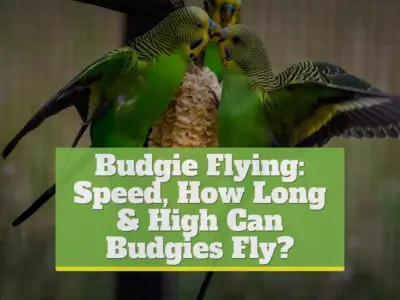 Budgie Flying: Speed, How Long & High Can Budgies Fly?