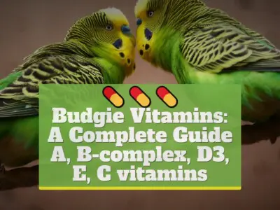 Budgie Vitamins: A Complete Guide [A, B-complex, D3, E, C]