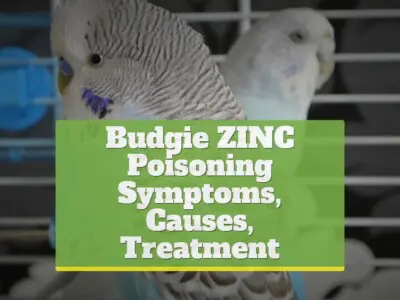 Budgie Zinc Poisoning [Symptoms, Causes, Treatment]