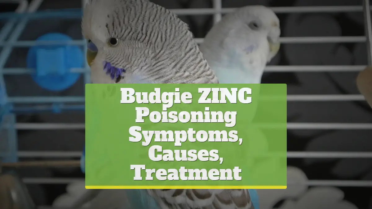 Budgie Zinc Poisoning [Symptoms, Causes, Treatment]