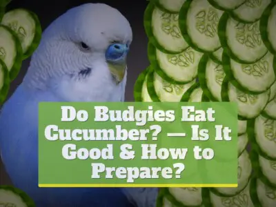 Do Budgies Eat Cucumber? — Is It Good & How to Prepare?