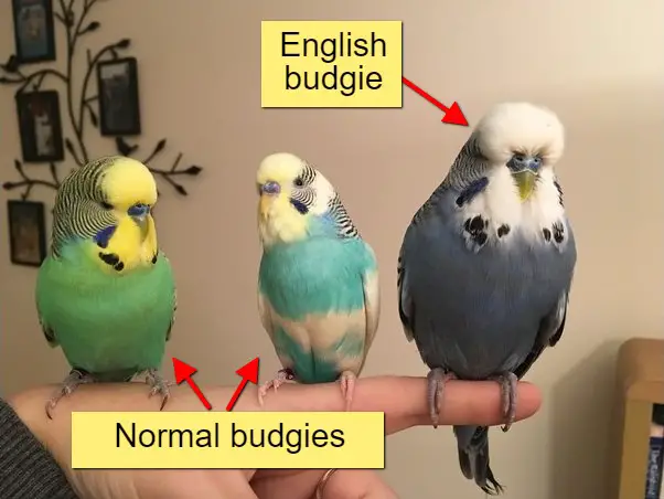 English vs Normal Budgies Size Differences