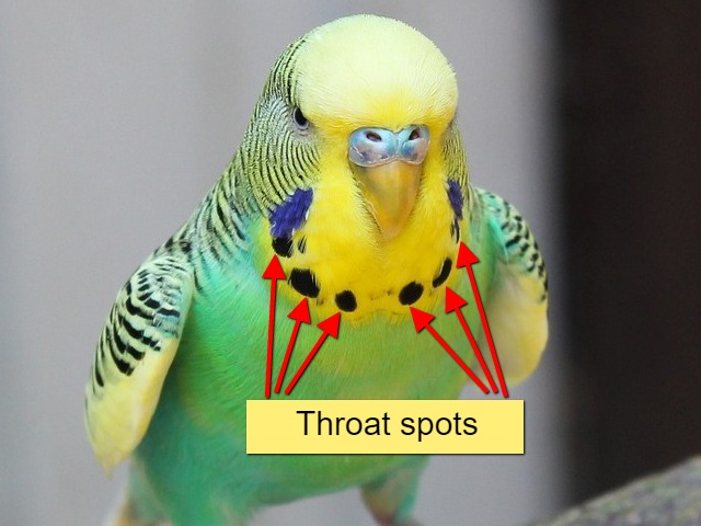 Throat spots of a budgie image