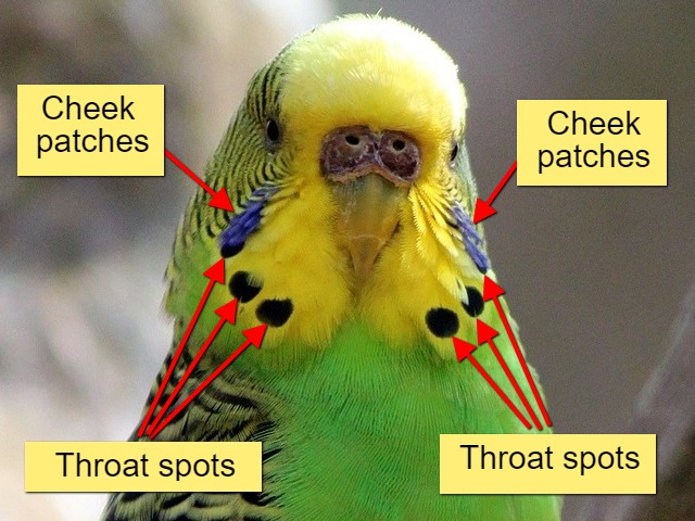 A typical wild (Australian) budgie image