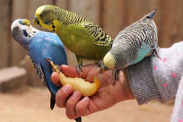 English vs. Australian vs. American vs. Wild vs. Normal vs. Show (Exhibition) Budgies