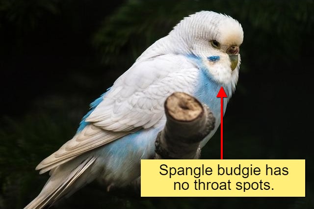The image shows a spangle budgie with no throat spots.