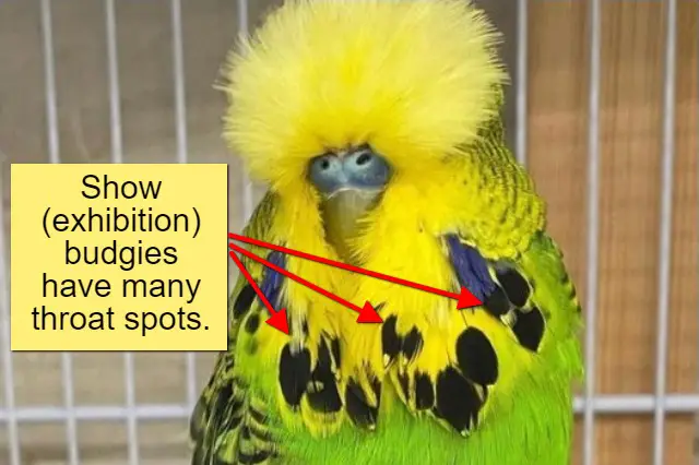 Show (exhibition) budgies have many throat spots.