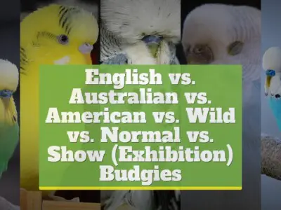 English vs. Australian vs. American vs. Wild vs. Normal vs. Show (Exhibition) Budgies