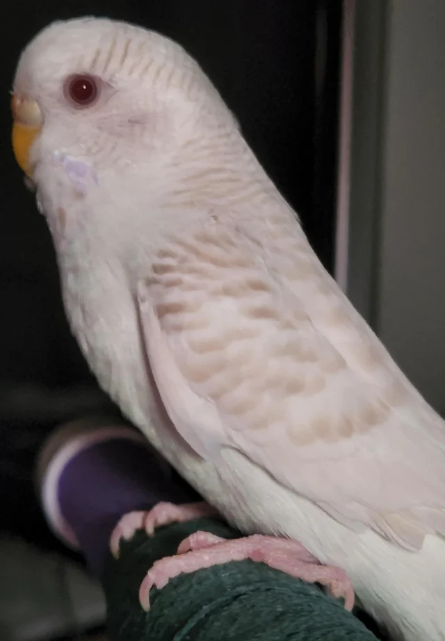 An albino lacewing budgie photo