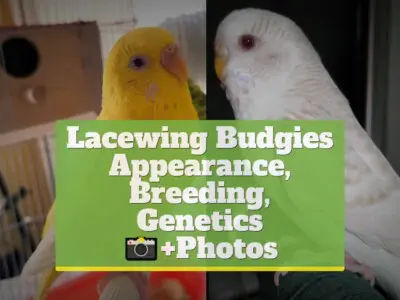Lacewing Budgies [Appearance, Breeding, Genetics] +Photos