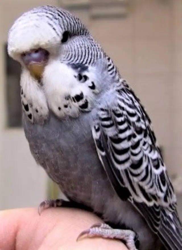 Anthracite budgie photo