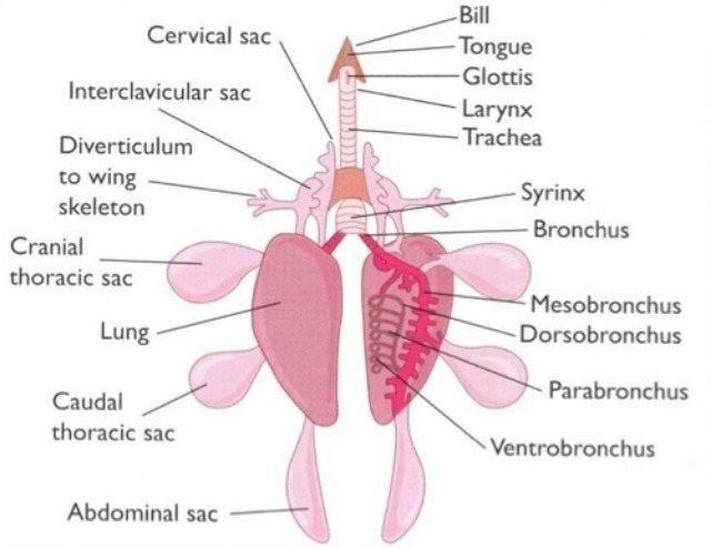 Budgie respiratory system image. The syrinx organ is used for mimicking the sounds.