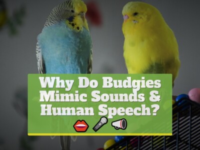 Why Do Budgies Mimic Sounds & Human Speech?
