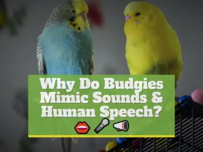 Why Do Budgies Mimic Sounds & Human Speech?