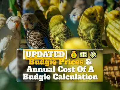 2023 Budgie Prices & Annual Cost Of A Budgie Calculation [UPDATED]