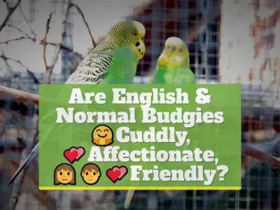 Are English & Normal Budgies Cuddly, Affectionate, and Friendly?
