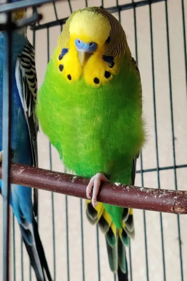 A budgie sitting on one leg, photo