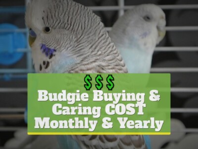 Budgie Buying & Caring Cost [Monthly, Yearly] – 2022