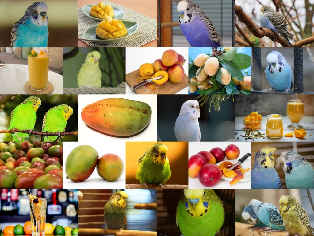 Can Budgies Eat Mango? Yes, They Eat! But, Which Part & How to Give?