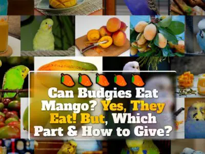 Can Budgies Eat Mango? Yes, They Eat! But, Which Part & How to Give?