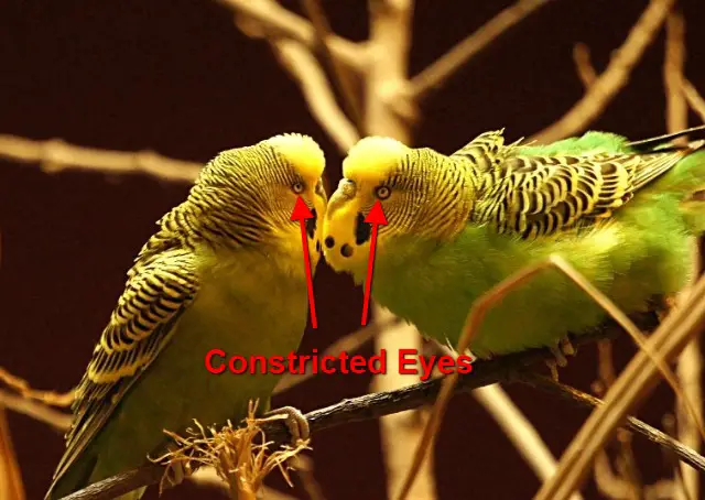 An image that shows constricted eyes (pupils) in budgies.