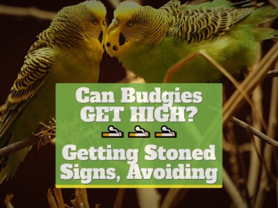 Can Budgies Get High? [Signs, Avoiding, Getting Stoned]