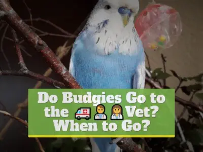 Do Budgies Go to the Vet? [When to Go?]