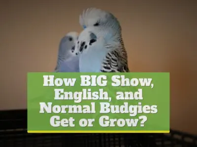 How Big Show, English, and Normal Budgies Get or Grow?