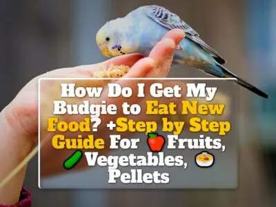 How Do I Get My Budgie to Eat New Food? +Step by Step Guide For Fruits, Vegetables, Pellets