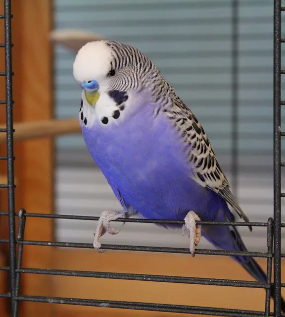 A single-factor violet budgie photo