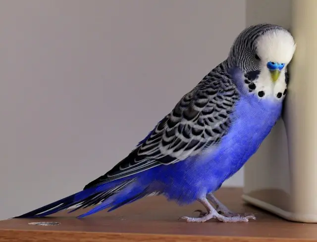 A double-factor violet budgie photo