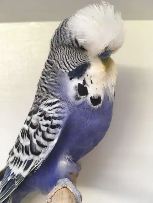 A normal violet budgie photo