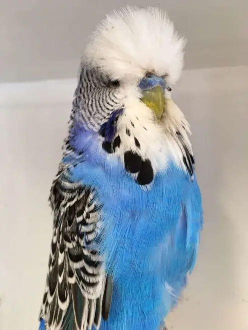 A sky-blue violet budgie photo