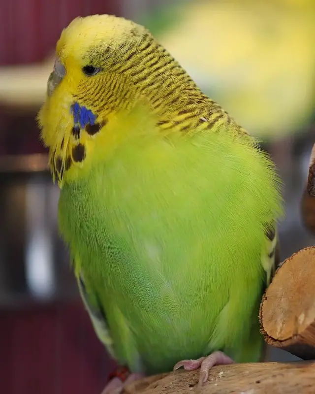 A green violet budgie photo