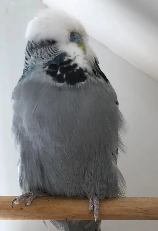 A gray violet budgie photo