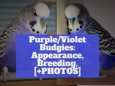 Purple/Violet Budgies: Appearance, Breeding, [+PHOTOS]