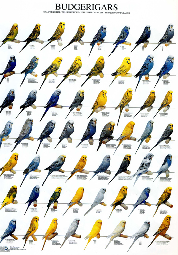 Budgies Colors and Varieties Chart