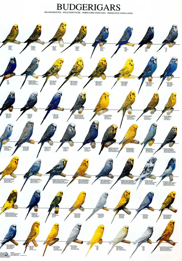 Budgies Colors and Varieties Chart