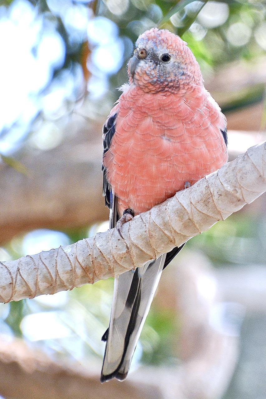 A Bourke's parakeet that confused with budgies many times.