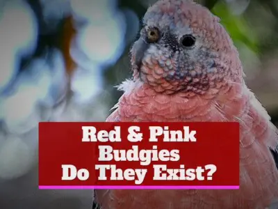 Red & Pink Budgies: Do They Exist?