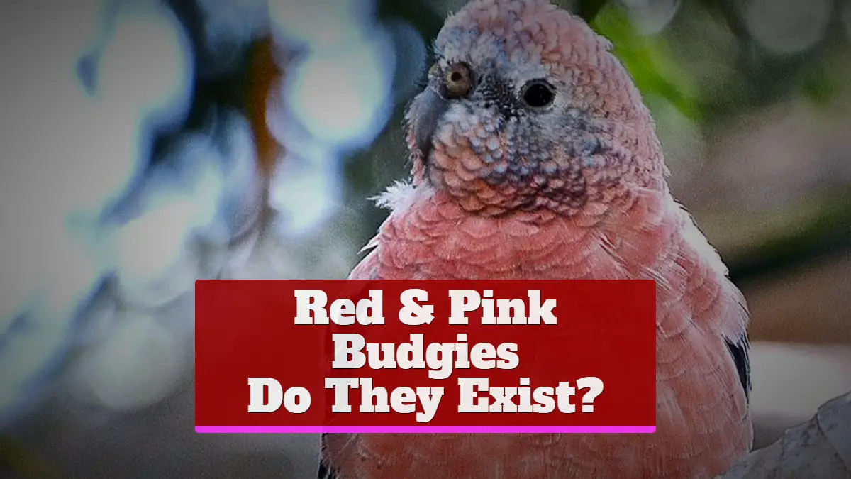 Red & Pink Budgies Do They Exist?