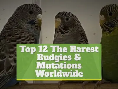 Top 12 The Rarest Budgies & Mutations Worldwide