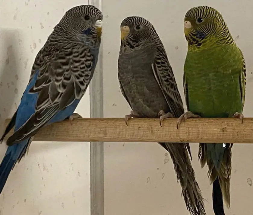 Blackface budgies photo