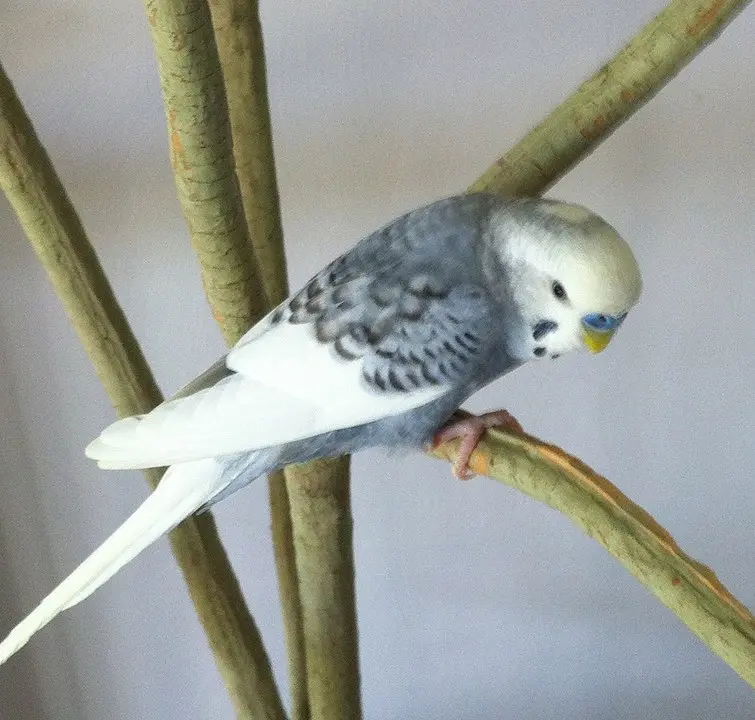 Top X The Rarest Budgies & Mutations Worldwide