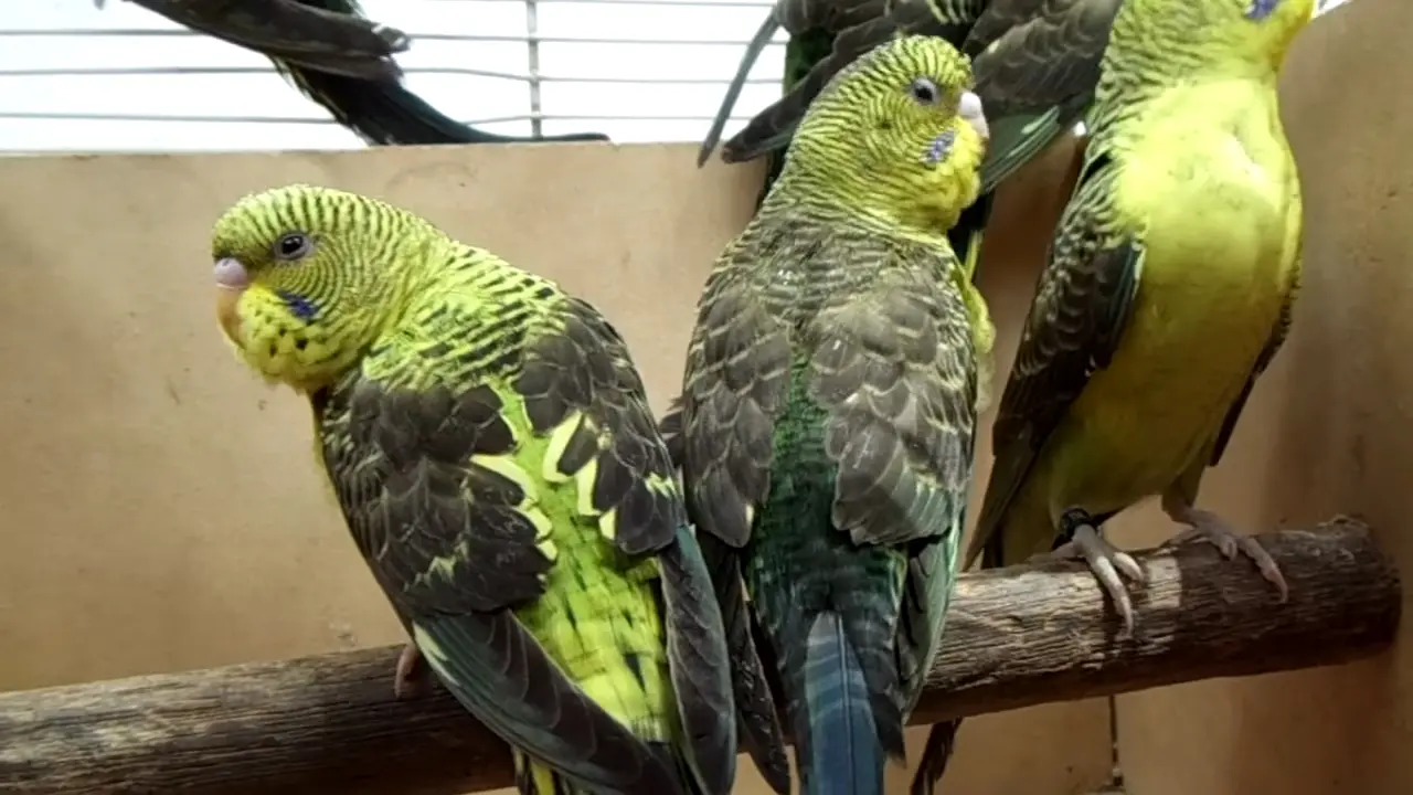 Black wings budgies photo